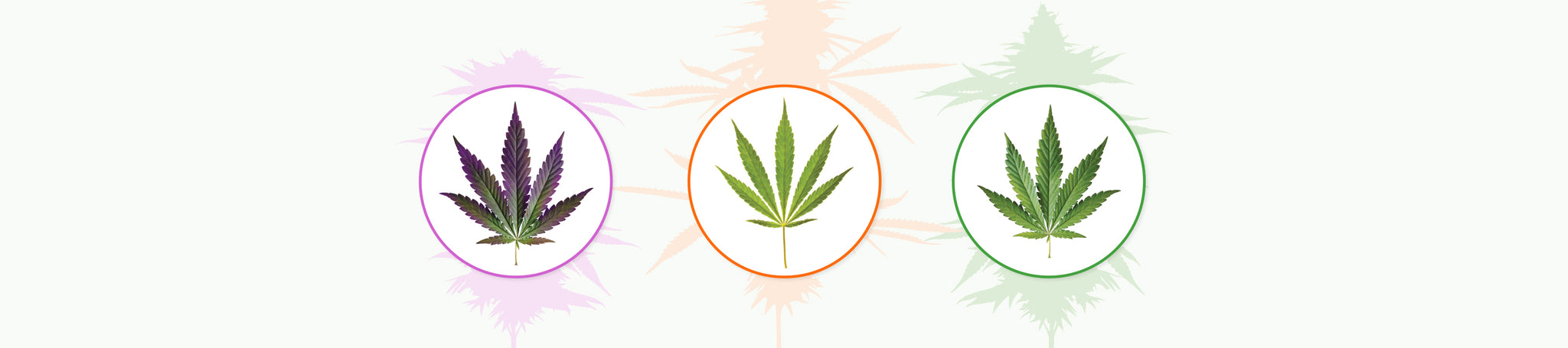 Indica, Sativa, and Hybrid at BC Cannabis Stores