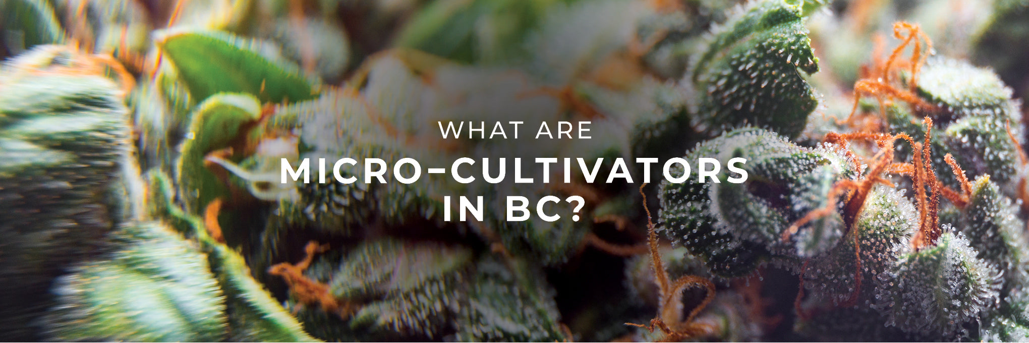 What are Micro-Cultivators in BC?