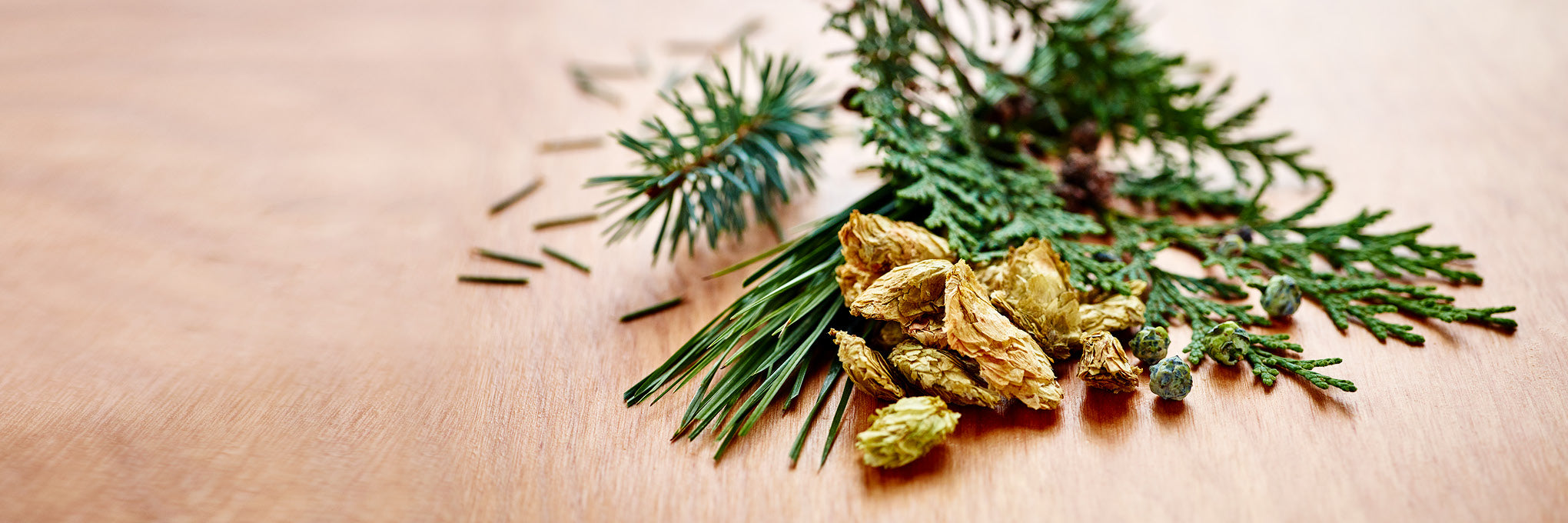 Featured terpenes: Woodsy aromas