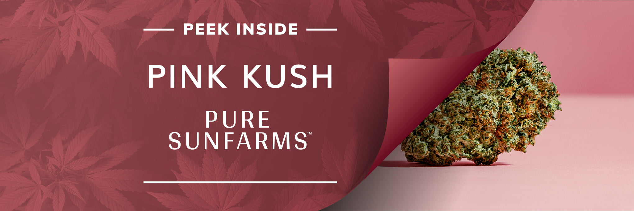 Pink Kush strain from Pure Sunfarms