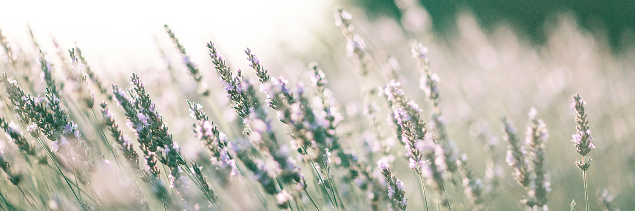 Cannabis Terpenes 101