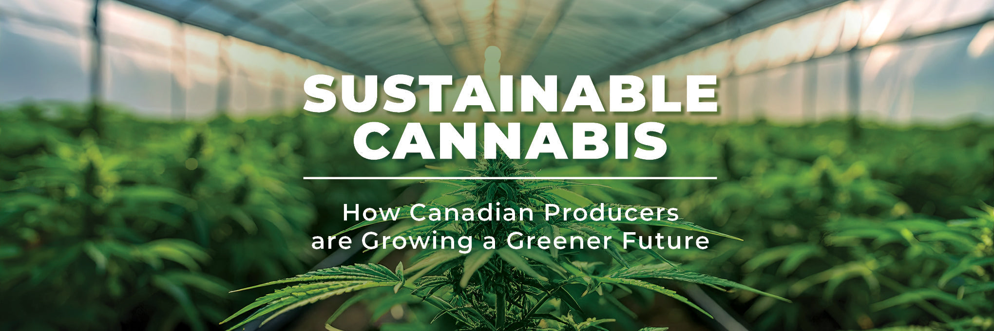 Sustainable Cannabis: How Canadian Producers Are Growing a Greener Future