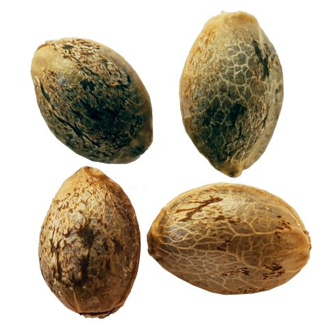 FOGGY DREAMS AUTOFLOWER FEMINIZED SEED MULTIPACK