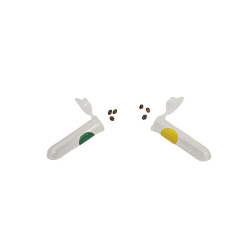 SLAP DADDY-CHOCOLATE ZUSHI VARIETY PK SEEDS