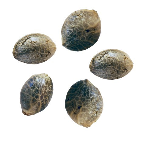 WILD STRAWBERRY AUTO SEEDS